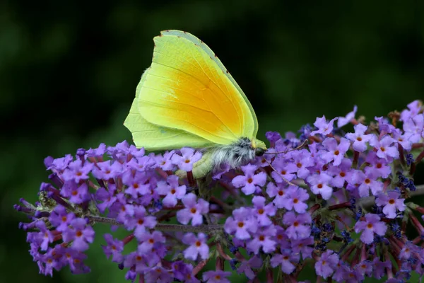 Macho Cleópatra Butterfly Gonepteryx Cleopatra Alimentando Buddleia Arbusto Borboleta Dordonha — Fotografia de Stock