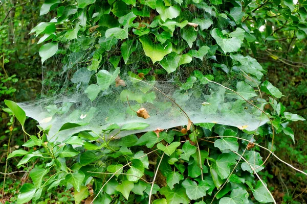Ivy Pokryte Pnia Drzewa Pokryte Pajęczyn Hamak Weaver Spider Linyphia — Zdjęcie stockowe