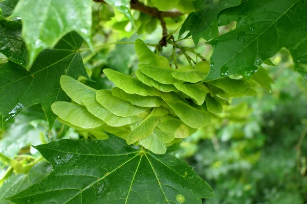 Keys Norway Maple Tree Acer Platanoides Covered Raindrops — Stock Photo, Image