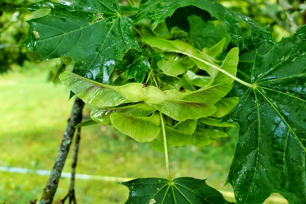 Schlüssel Des Norwegischen Ahornbaums Acer Platanoides Mit Regentropfen Bedeckt — Stockfoto