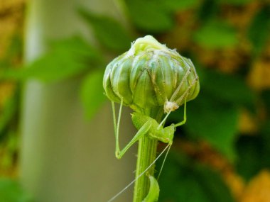 Bir Leucanthemem çiçek tomurcuğu üzerinde benekli çalı cırcır böceği (Leptophyes punctatissima), kendi türünden birini yemiş, bacaklarından ve vücudunun bir kısmının tomurcuğun üzerinde kalmış olduğunu gösterir.