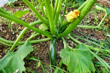 Bitkinin üzerinde bir kabağın (kabak) oluşumunu kapat