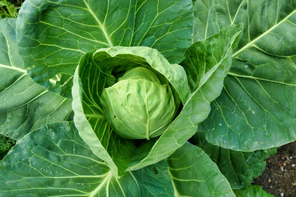 Close Cabbage Plant Variety Greyhound Being Grown Organically Dig Method Stock Picture