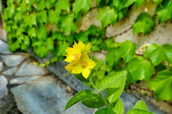 Close Flowering Cutting Yellow Loosestrife Lysimachia Punctata — Stock Photo, Image