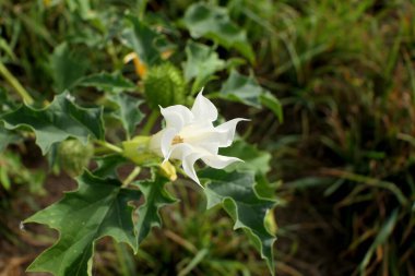 Yaygın Diken Elması (Datura stramonium) bir samanlıkta yabani olarak yetişir. Jimson Otu, Şeytani Tuzak ya da Şeytani Trompet olarak da bilinir. İtüzümü ailesine ait zehirli bir bitki.