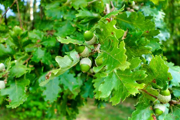 Close up of acorns on an oak tree depicting the onset of Autumn