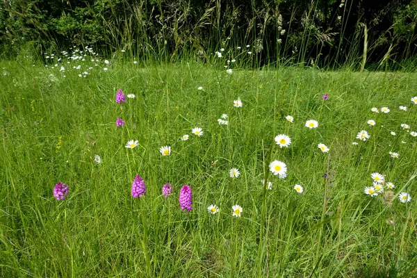 生长在草地上的金字塔兰花 Anacamptis Pyramidalis 和黄眼雏菊 Leucanthemum Vulgare — 图库照片