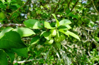 Bir demet yeşil Mirabelle meyvesi (prunus domestica subsp. Kırmızı ya da sarı renge dönüşmeden önce