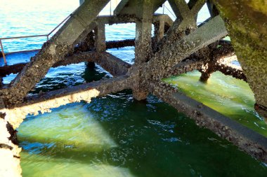 Barnacle, Fransa 'nın Gironde kentindeki popüler tatil beldesi Arcachon' da Thiers İskelesi 'nin altındaki beton yapıyı kapladı.