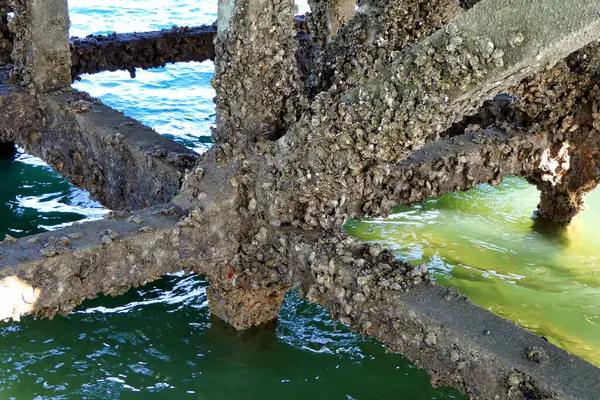 Barnacle, Fransa 'nın Gironde kentindeki popüler tatil beldesi Arcachon' da Thiers İskelesi 'nin altındaki beton yapıyı kapladı.