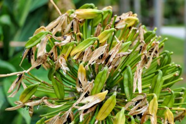 Tohum kabuklarıyla dolu bir Agapanthus praecox çiçeğinin başını kapat. Nil Zambağı ya da Afrika Zambağı olarak da bilinir.