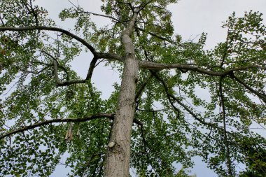 Ginko biloba Maidenhair Ağacı olarak da bilinir. Yapraklardan elde edilen özün yararlı alternatif tıbbi özellikleri olabilir.