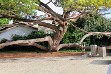 Fransa 'nın başkenti Cap Ferret' in deniz kenarında Pinus pinaster 'ın muhteşem bir örneği. Deniz Çamı olarak da bilinir.
