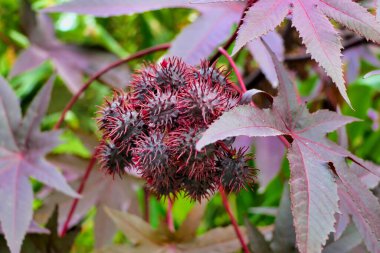 Ricinus komününün son derece zehirli tohumlarını kapatın. Ayrıca Castor Petrol Santrali olarak da bilinir.