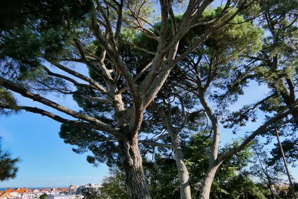 Een Prachtig Exemplaar Van Pinus Pinaster Parc Mauresque Arcachon Frankrijk Stockfoto