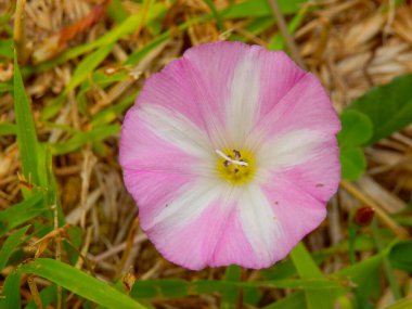 Bir Fields Bindweed (Convolvulus arvensis) çiçeğinin yakınında. Tırmanan ya da sürünen bir bitkiye.