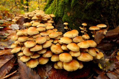 Hypholoma fasciculare (aka kükürt tutam, kükürt tutam veya kümelenmiş woodlover) moss bir ağaç gövdesinde büyüyen