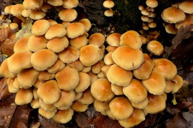Hypholoma fasciculare (aka kükürt tutam, kükürt tutam veya kümelenmiş woodlover) moss bir ağaç gövdesinde büyüyen