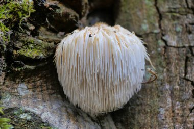 Lions Mane mushroom (Hericium erinaceus) also known as Bearded Hedgehog Mushroom, known for its health benefits clipart