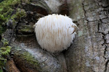Lions Mane mantarı (Hericium erinaceus) ayrıca sakallı kirpi mantarı olarak da bilinir.