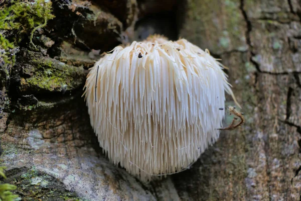 Lions Mane mushroom (Hericium erinaceus) also known as Bearded Hedgehog Mushroom, known for its health benefits