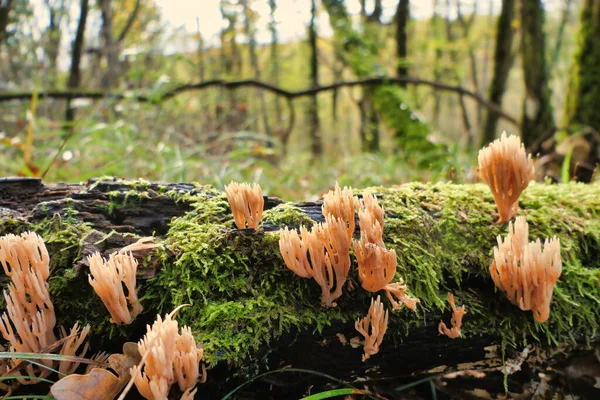 Ramaria stricta namı diğer Sert Branch Mercanı, düşen bir meşe dalının yosunları arasında büyüyor.