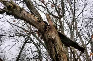 Ölü Tatlı Kestane Ağacı Ormanda esen şiddetli rüzgârla kırıldı