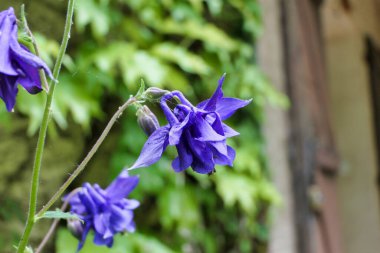 Aquilegia vulgaris 'in kafasını ve tomurcuğunu kapatın, aynı zamanda Common Columbine olarak da bilinir.