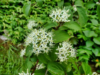 Sıradan Dogwood Ağacı 'nın (Cornus sangine) beyaz çiçekleri)