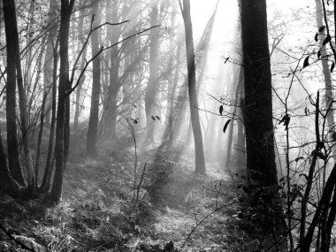 Ormanda sabah sisinin içinde parlayan güneş ışınlarının siyah beyaz fotoğrafı.