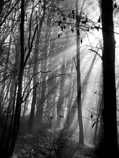 Black and white photo of  sun rays shining through the morning mist in a woodland