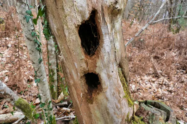 Holes left in a tree trunk from a woodpecker searching for insects living in the tree