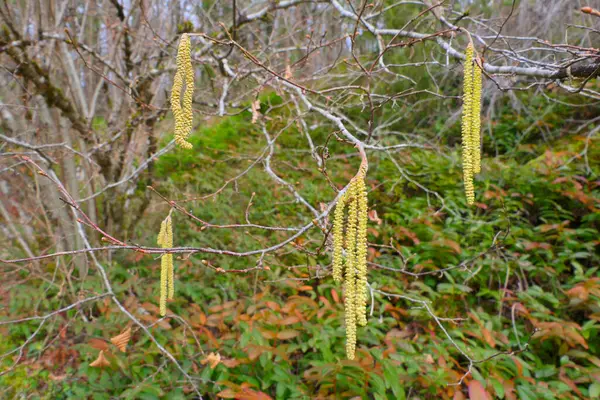 Close up of a group of catkins in a woodland setting