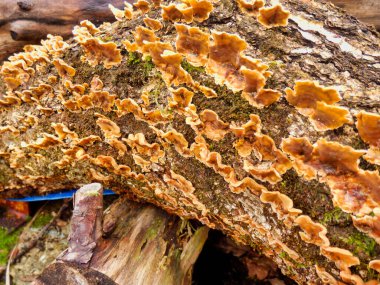 Stereum Hirsutum, aynı zamanda Kıllı Perde Kabuğu olarak da bilinir, eski bir meşe ağacının gövdesinde yetişir.