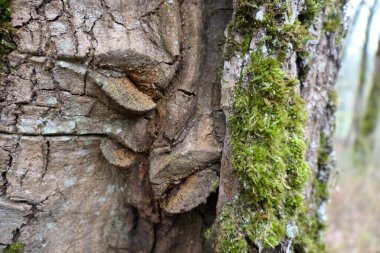 Ağacın gövdesinden çıkan alışılmadık büyüme bir grup dudağı andırıyor.