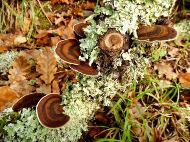 Oak Mazegill Fungus aka Daedalea quercina on a lichen encrusted rotten branch clipart