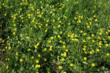 Meyve bahçesindeki çimlerin arasında büyüyen Ficaria verna (Küçük Celandine)