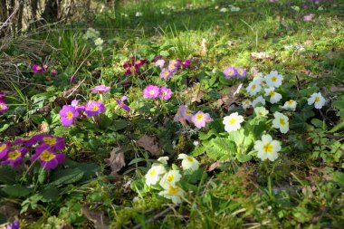 Primula 'nın (Primula vulgaris) rengarenk bir görüntüsü Fransız bahçesinde büyüyor.