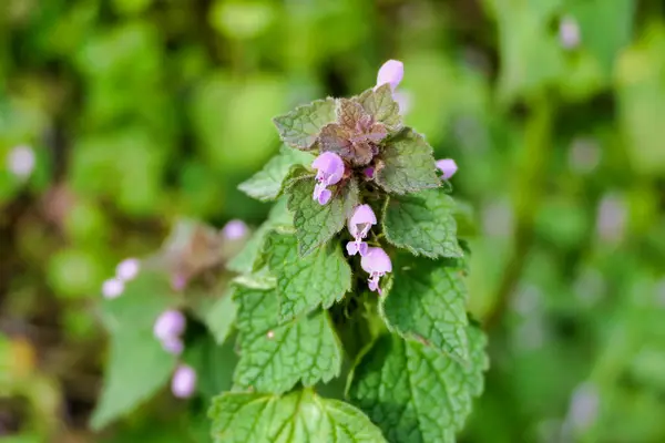 stock image Close up of Lamium purpureum (Red Deadnettle) flowers