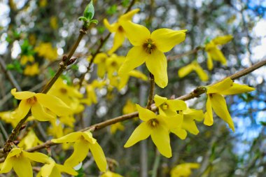 Parlak sarı Forsythia çiçeklerine yaklaş