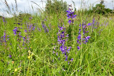 Vahşi Clary 'nin (Salvia verbenaca) yakınında bir kır çiçeği çayırında yetişiyor.