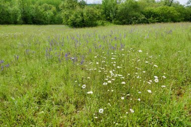 Mavi Salvias (Salvia verbenaca) ve Öküz Gözlü Papatyalar (Leucanthemum vulgare) bir çayırda yabani olarak yetişir.