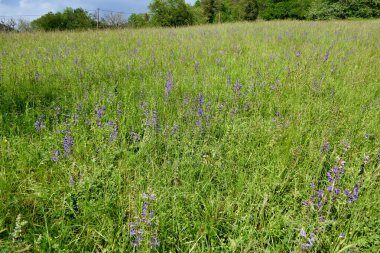 Vahşi Clary (Salvia verbenaca) bir kır çiçeği çayırında yetişiyor.