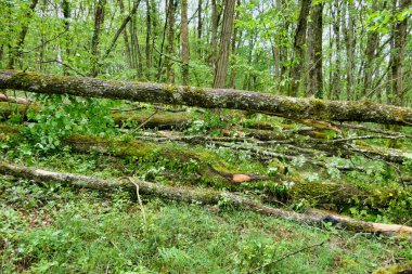 Büyük antik meşe ağacı aylarca süren yağmur nedeniyle devrildi kil toprağın kaymasına neden oldu ve bu sırada birkaç ağacı daha devirip parçaladı.