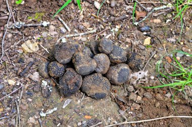 Bulunan Perigord yaz trüf yığınları (Tuber aestivum) birikmeye başlıyor