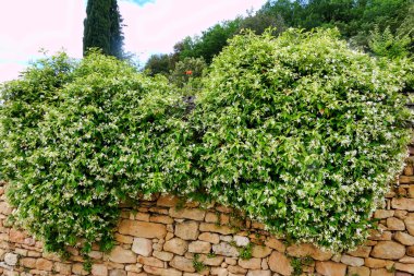 Star Jasmine shrubs (Trachelospermum jasminoides) in full flower growing over a limestone wall clipart