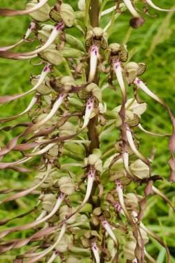 Bir kertenkele orkide (Himantoglossum hircinum yakın çekim)