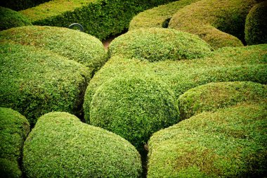 Fransa 'nın Dordogne kentindeki Les Jardins de Marqueyssac' da bir tesis bahçesi.