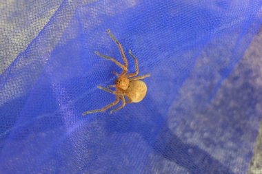 Olios argelasius (Huntsman Spider) climbing up blue netting clipart