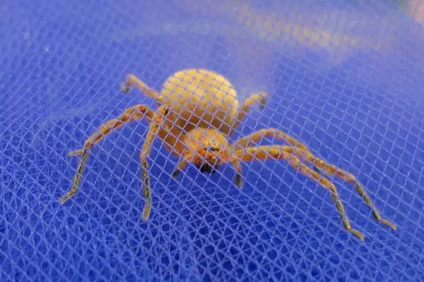 stock image Olios argelasius (Huntsman Spider) inside blue netting